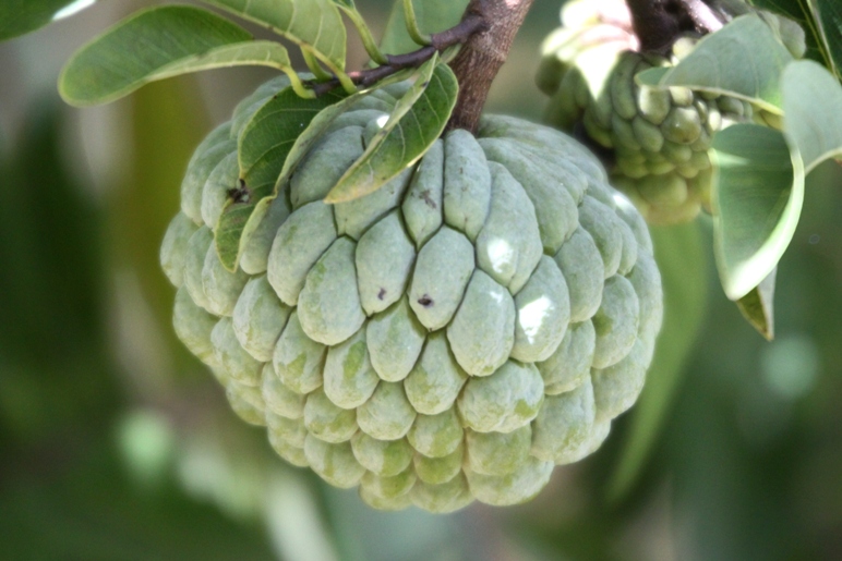 custard apple